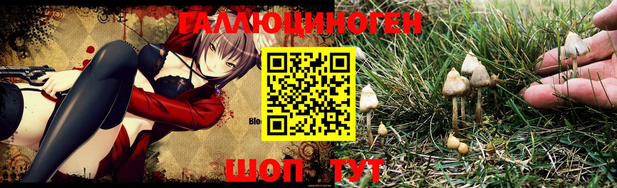 Галлюциногенные грибы Psilocybine cubensis Мытищи